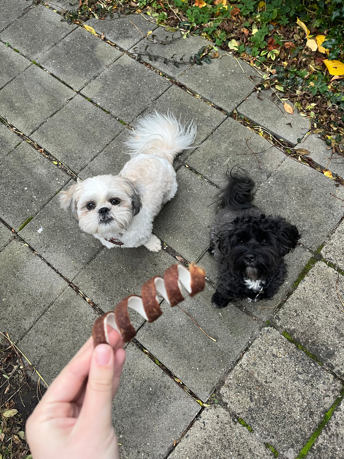 Trixie Fun Chewing Curl - bøfkød