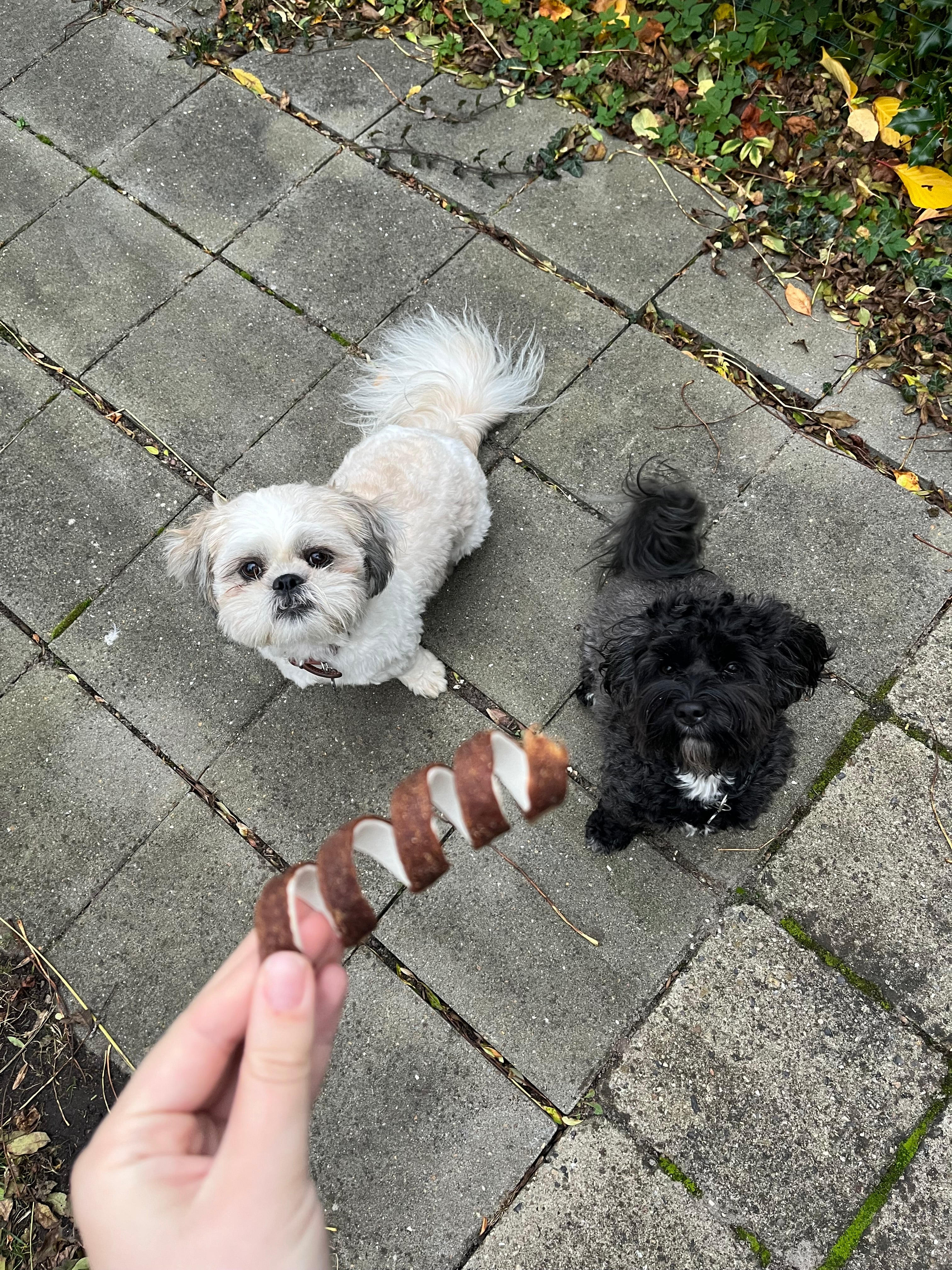 Trixie Fun Chewing Curl - bøfkød