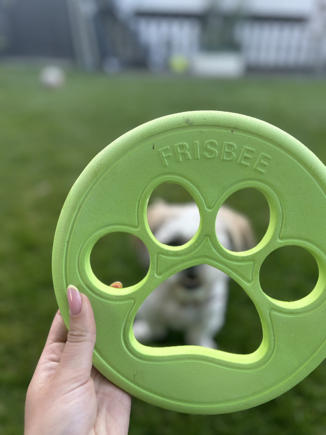 Companion aqua paw disk